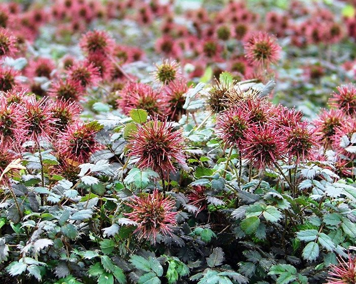 Превью изображения