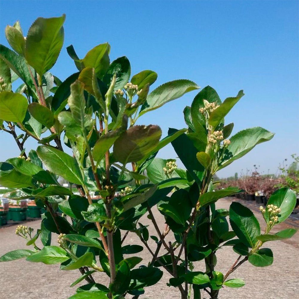 Превью изображения