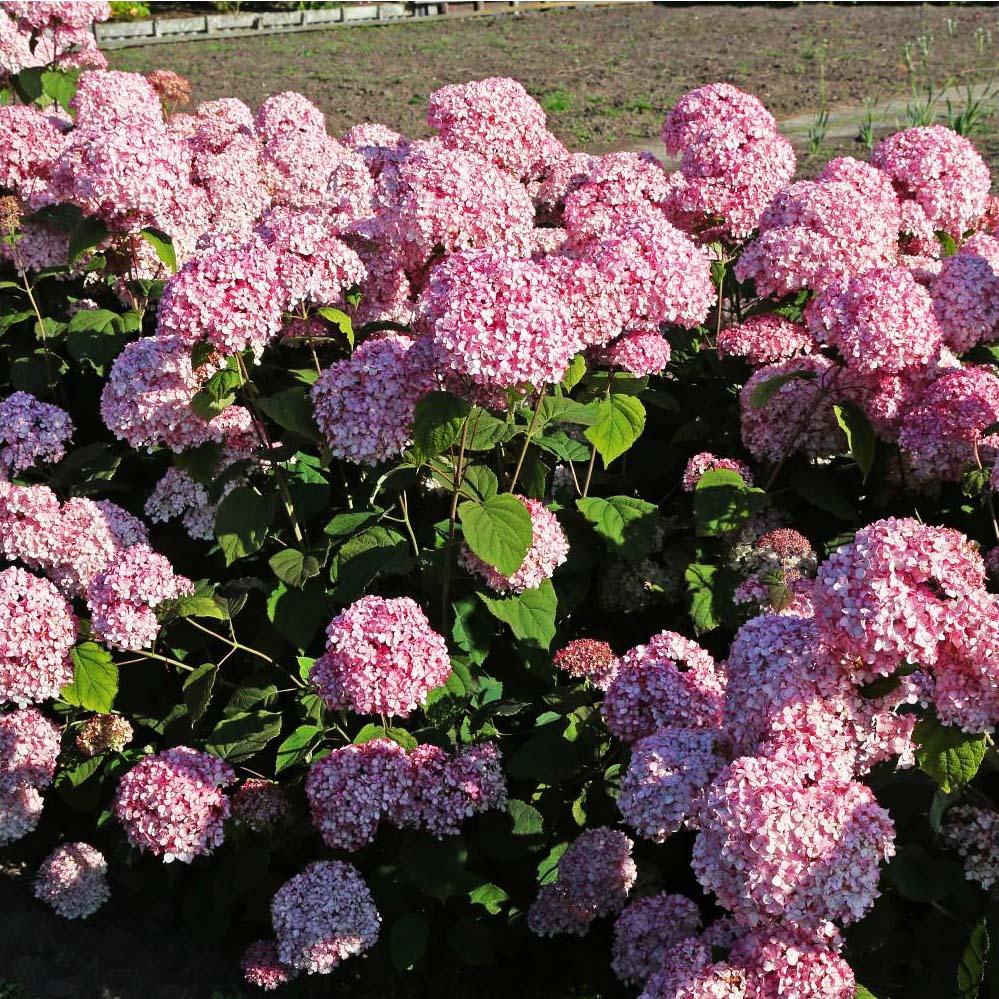 Превью изображения