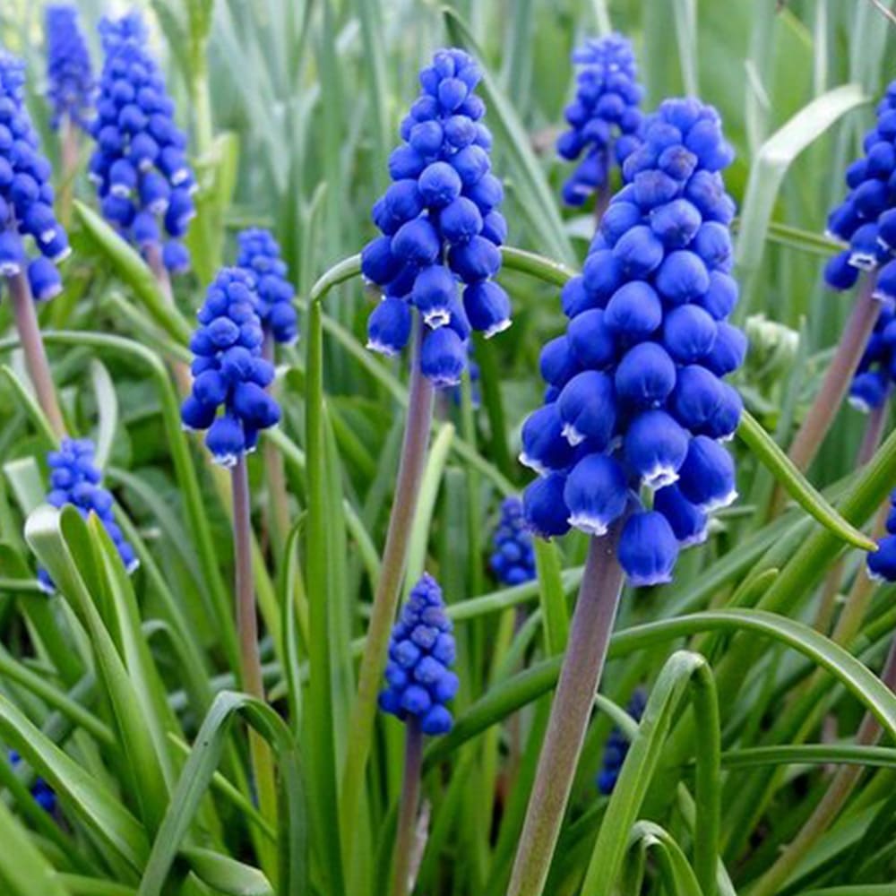 Превью изображения