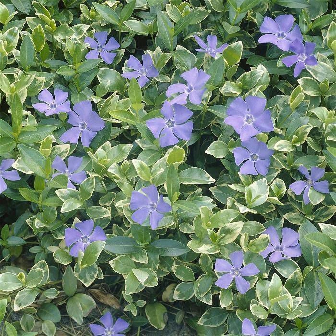 Превью изображения