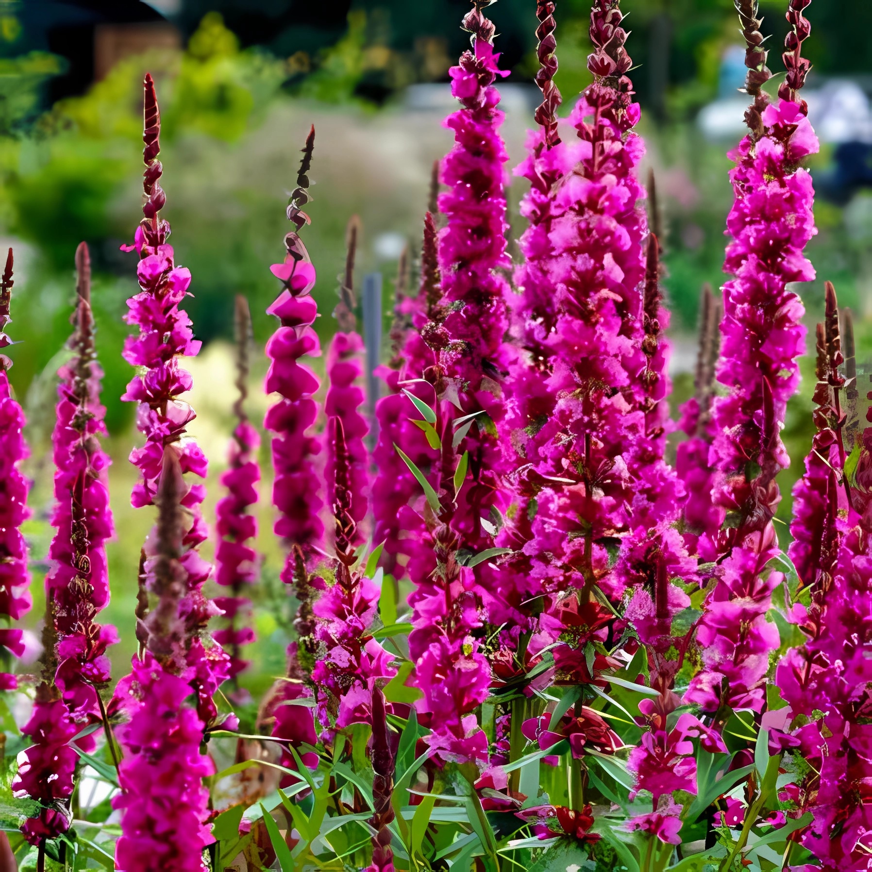 Превью изображения