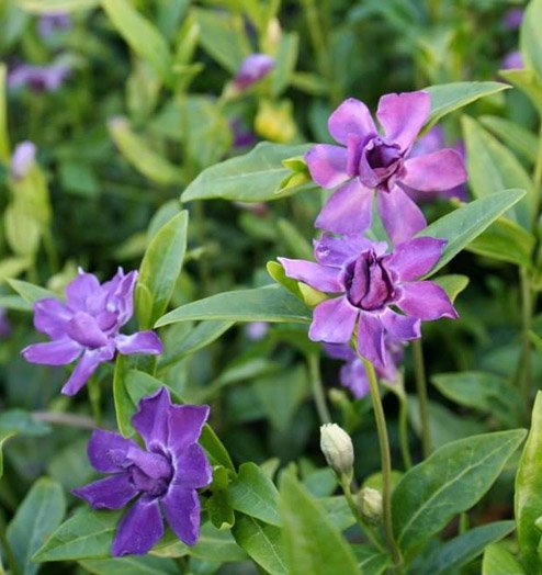 Превью изображения