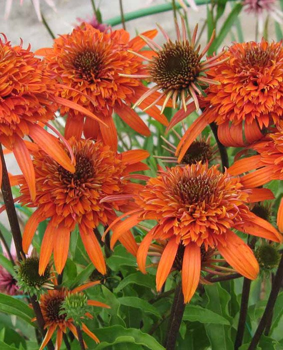 Превью изображения