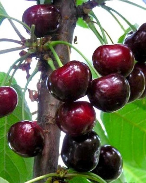 Превью изображения