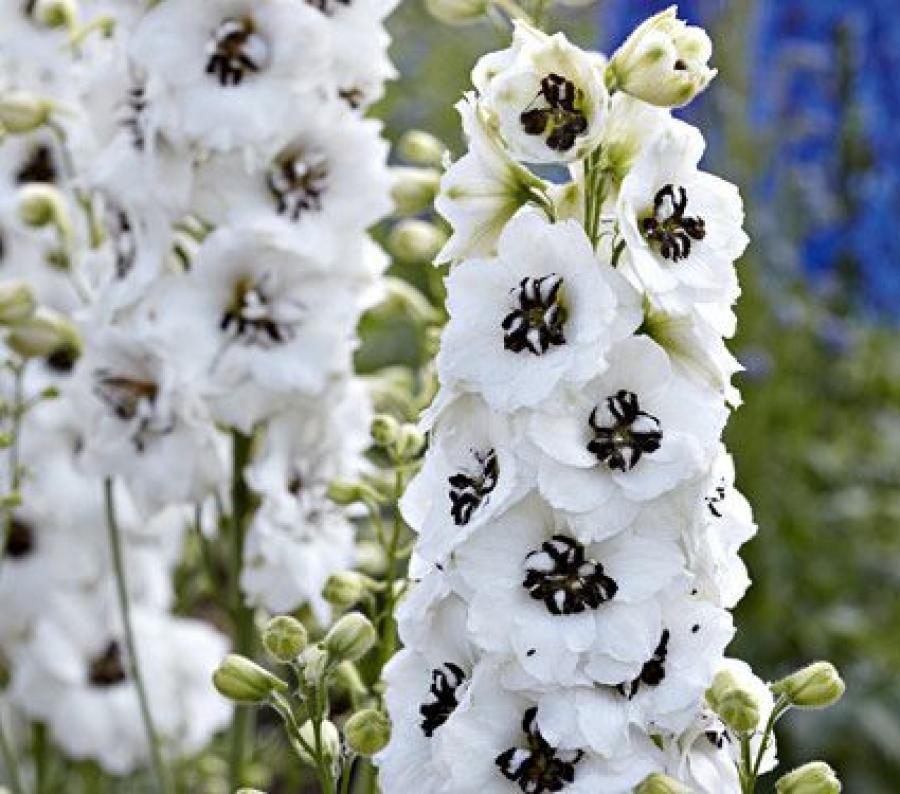 Превью изображения