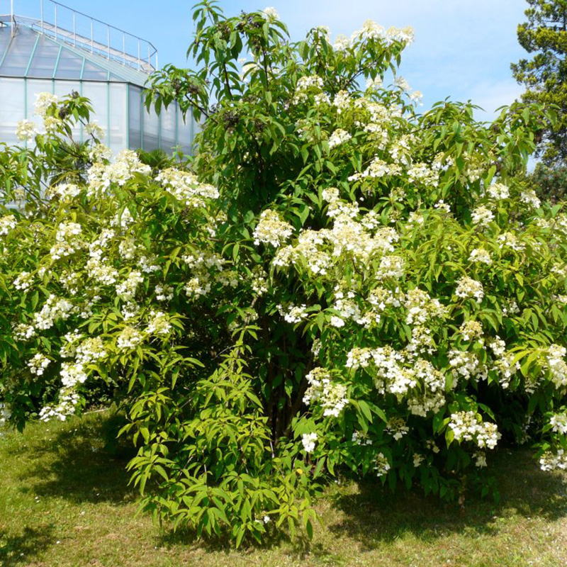 Превью изображения