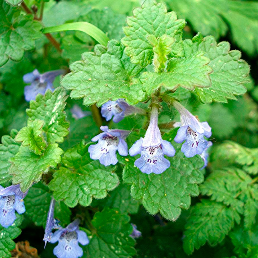 Превью изображения