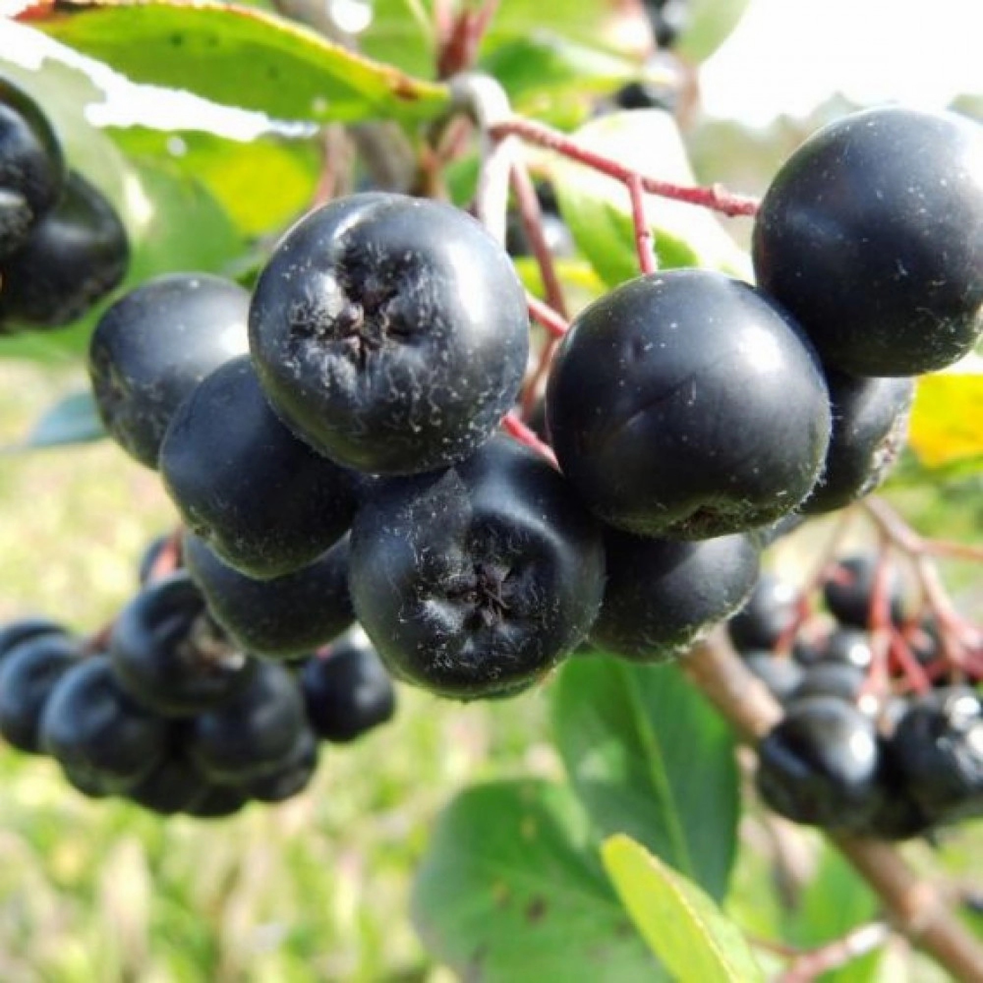 Превью изображения