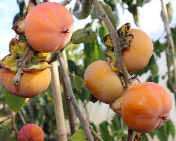 Превью изображения