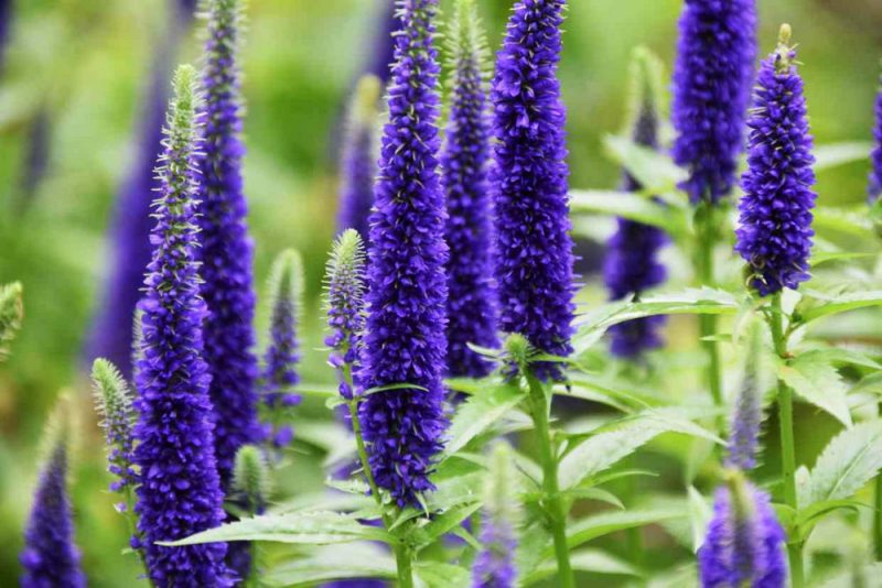 Превью изображения