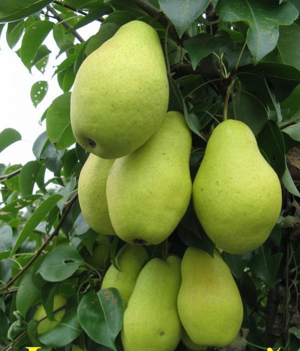 Превью изображения