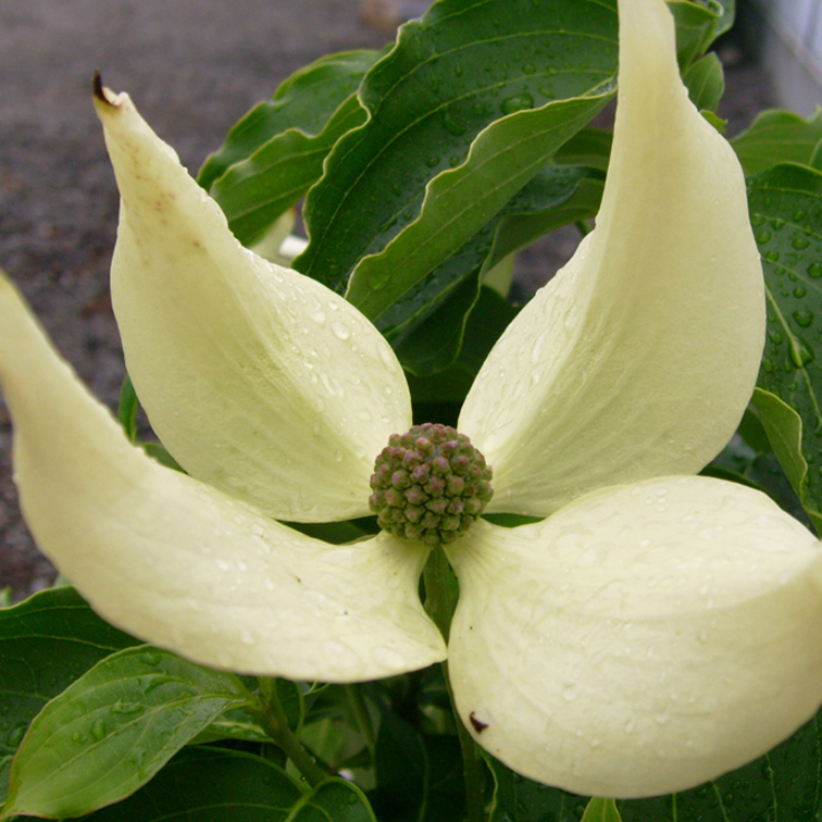 Превью изображения