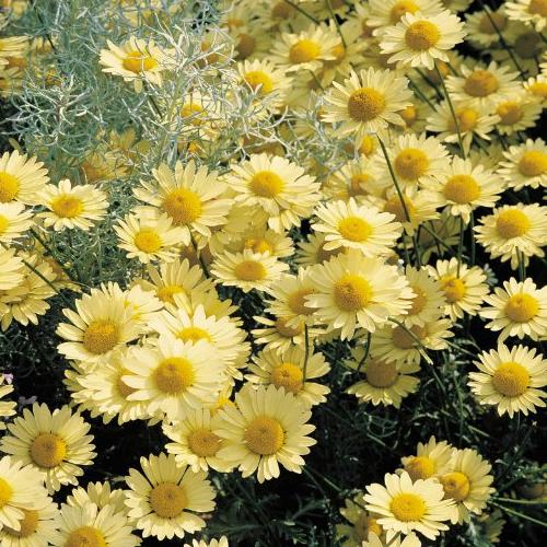 Превью изображения