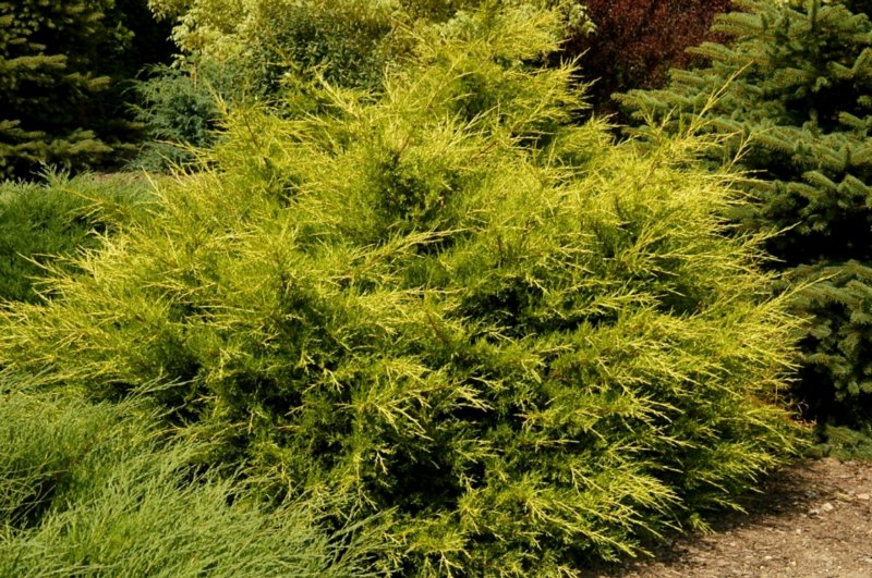 Превью изображения