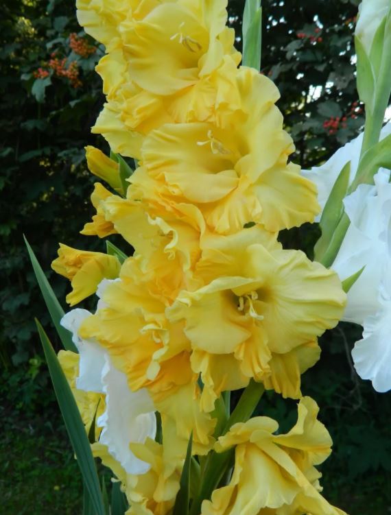 Превью изображения