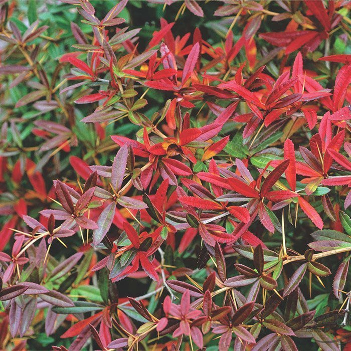 Превью изображения