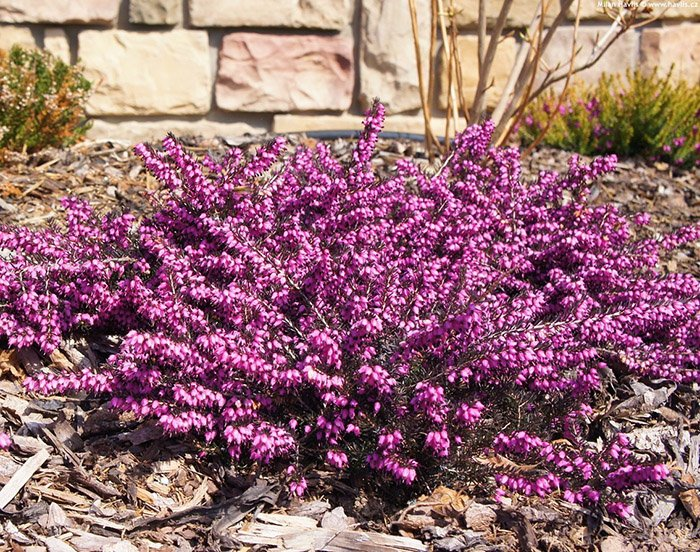 Превью изображения