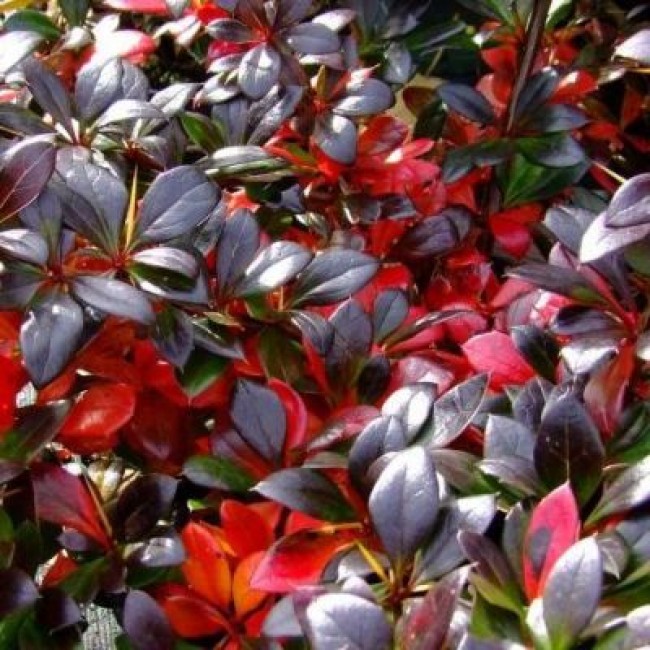 Превью изображения