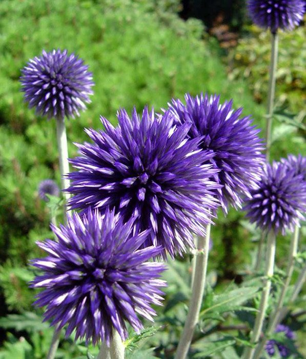 Превью изображения