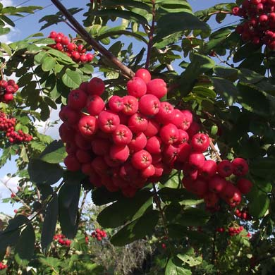 Превью изображения