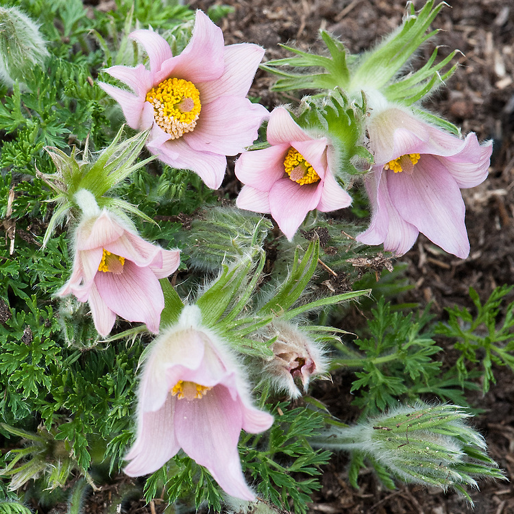 Превью изображения