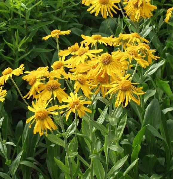 Превью изображения