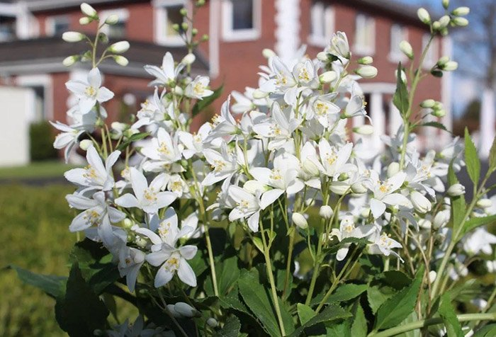 Превью изображения