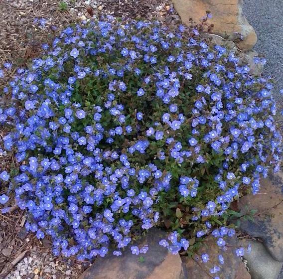 Превью изображения