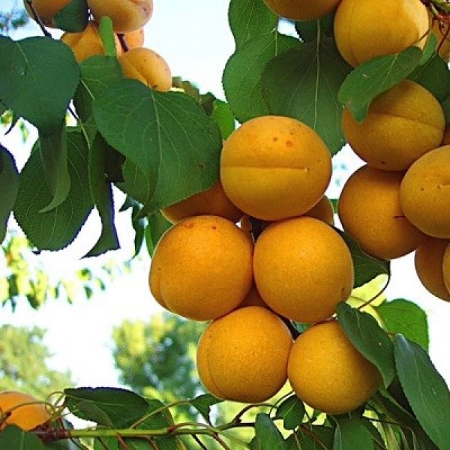 Превью изображения