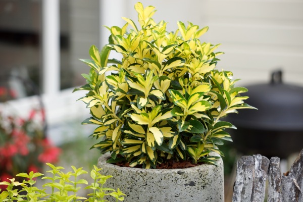 Превью изображения