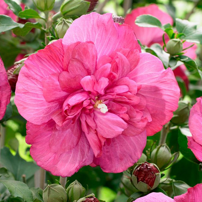 Превью изображения