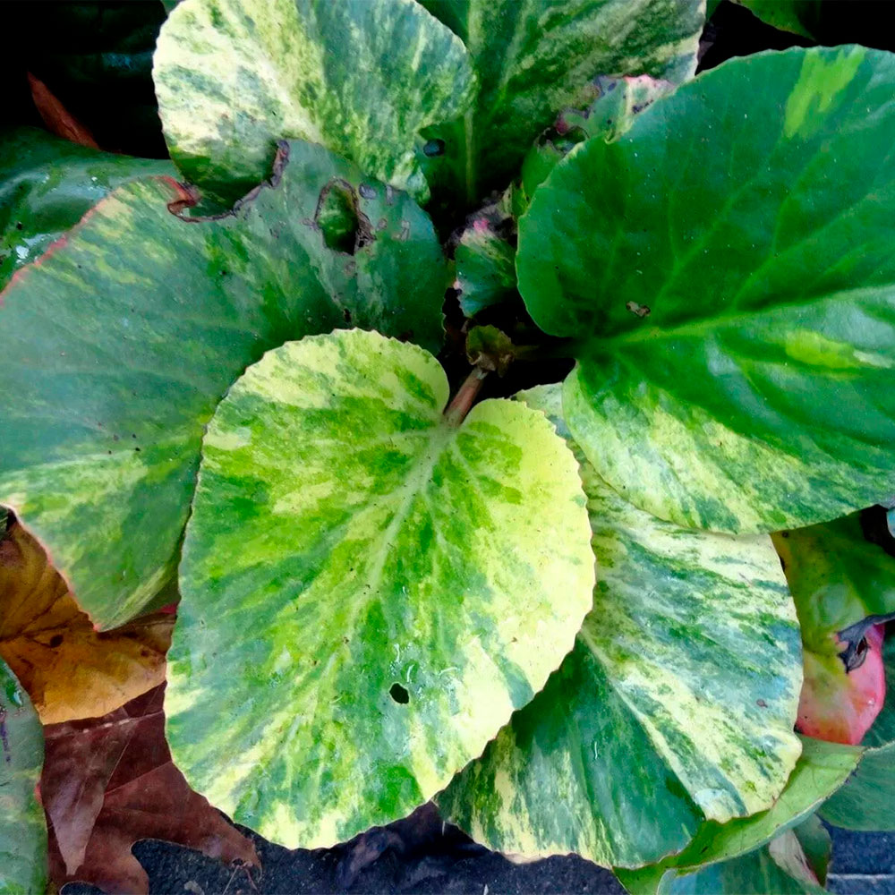 Превью изображения