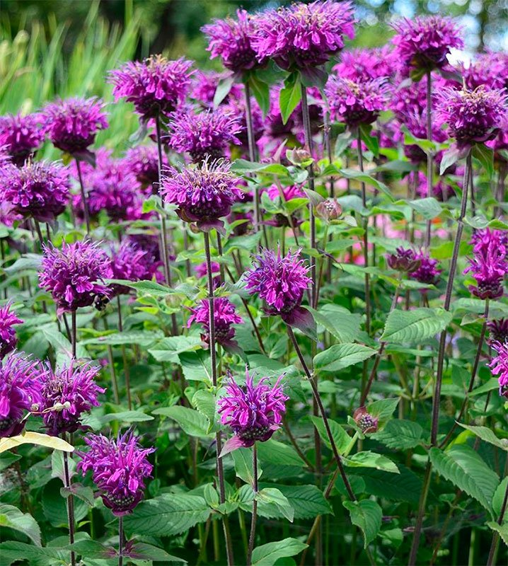 Превью изображения