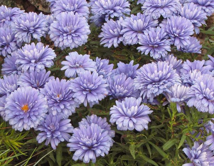 Превью изображения