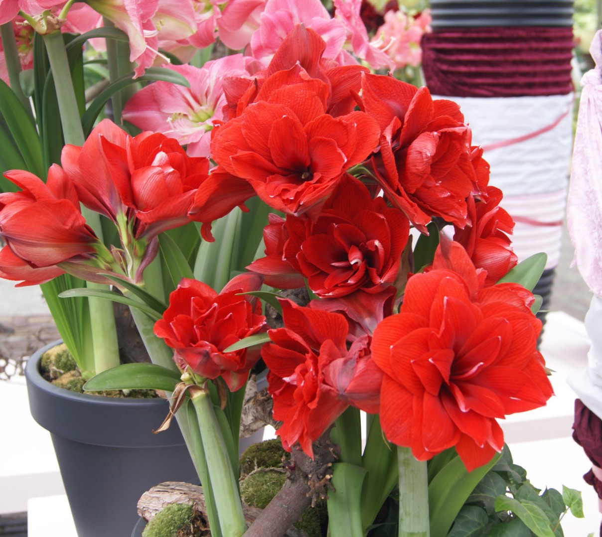 Превью изображения