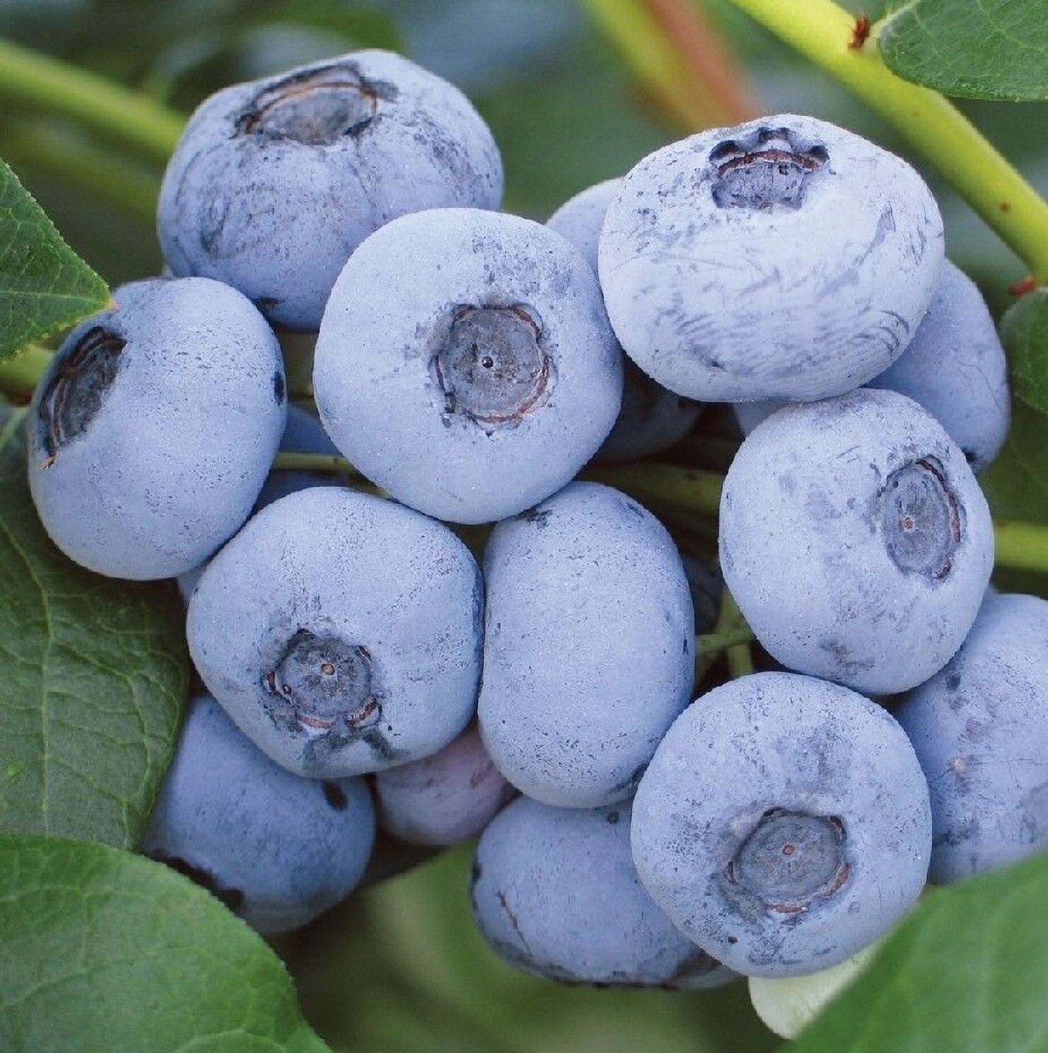 Превью изображения