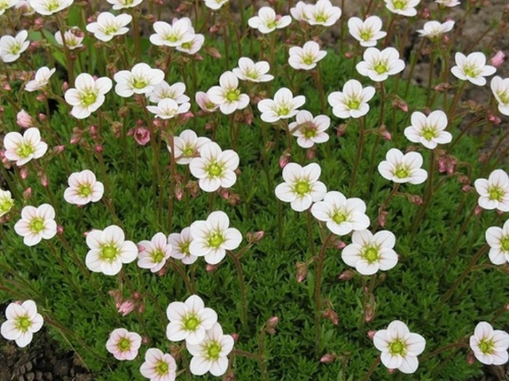 Превью изображения