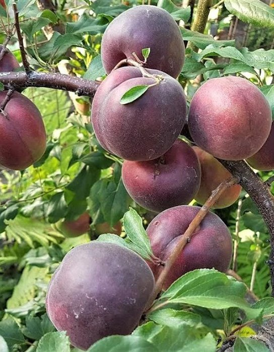 Превью изображения