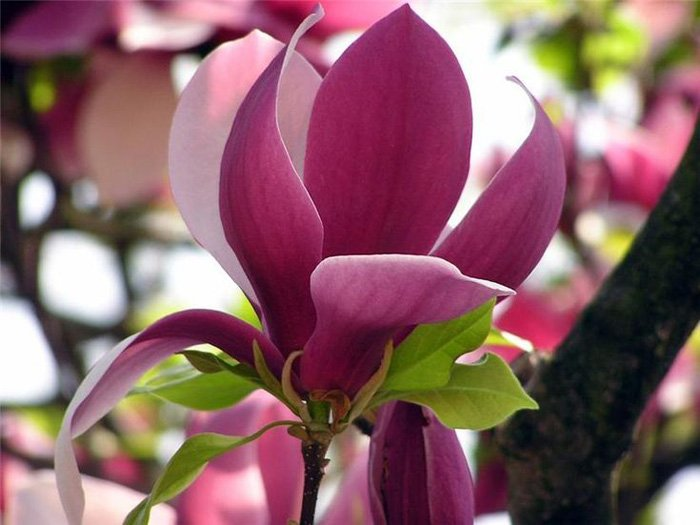 Превью изображения