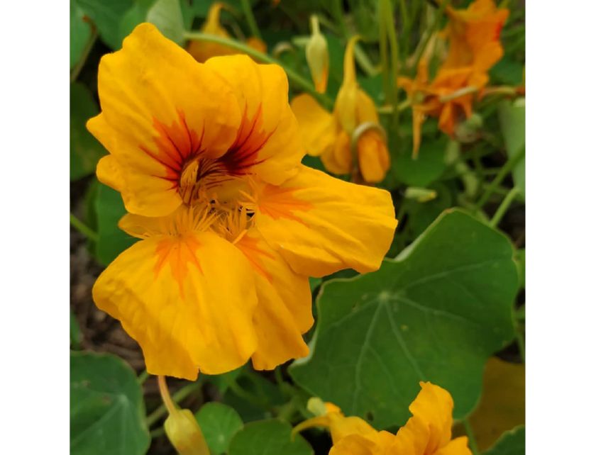 Превью изображения