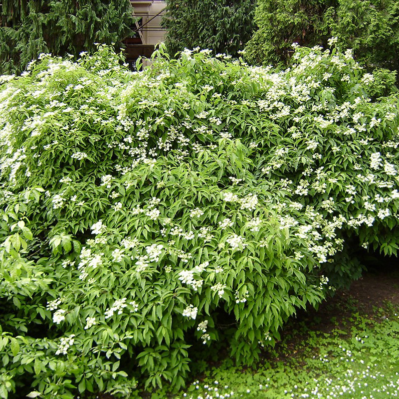 Превью изображения