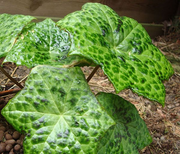 Превью изображения