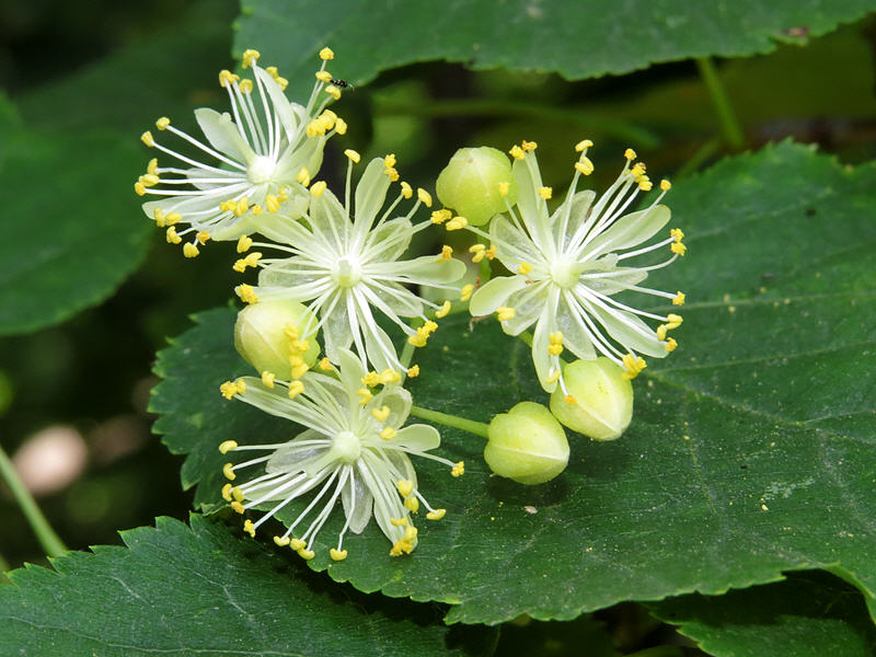 Превью изображения