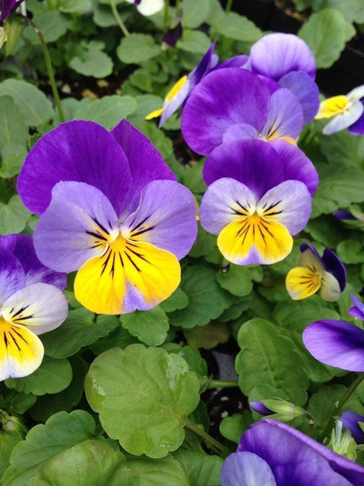 Превью изображения