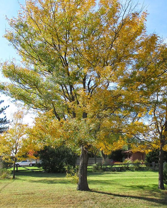 Превью изображения