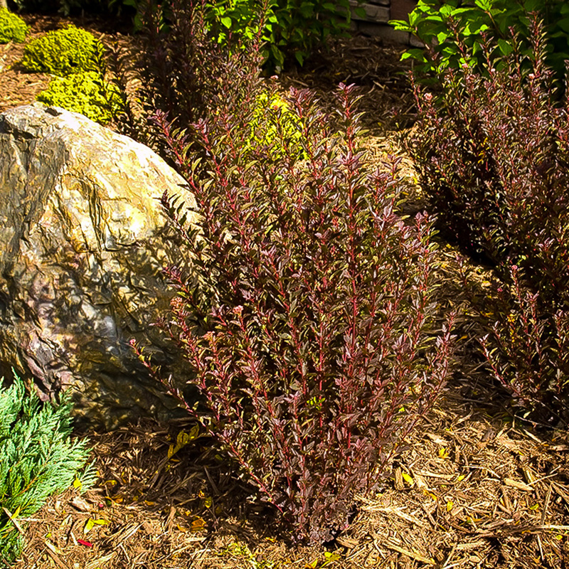 Превью изображения