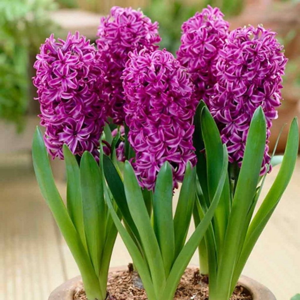 Превью изображения