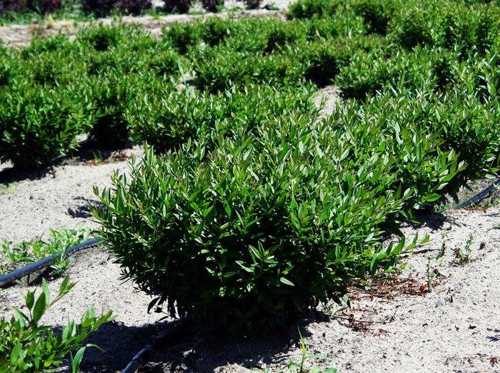 Превью изображения