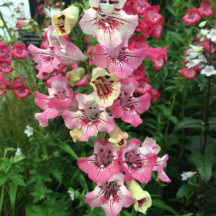 Превью изображения